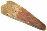 Fossil Spinosaurus Tooth - Real Dinosaur Tooth #312994-1